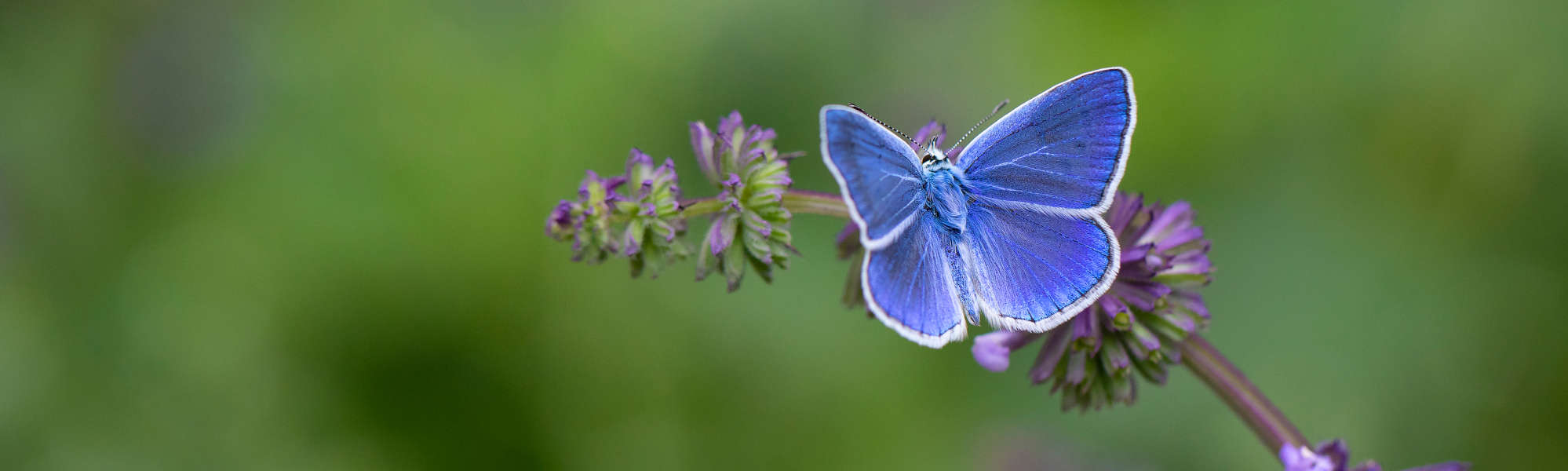 Common Blue Butterfly 2000.600